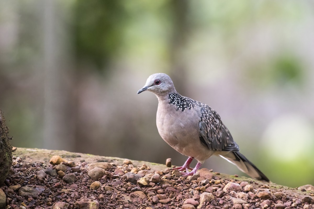 Spotted Dove - ML619977665