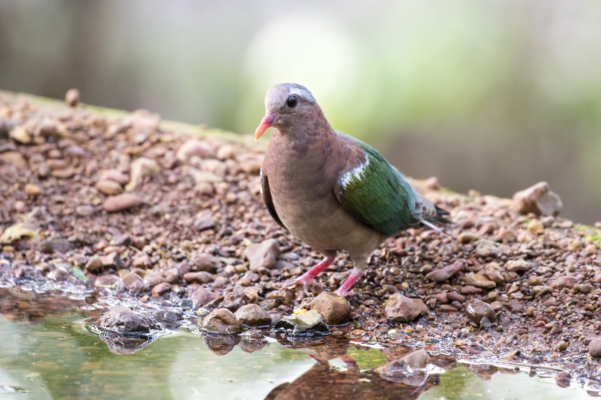 Asian Emerald Dove - ML619977670