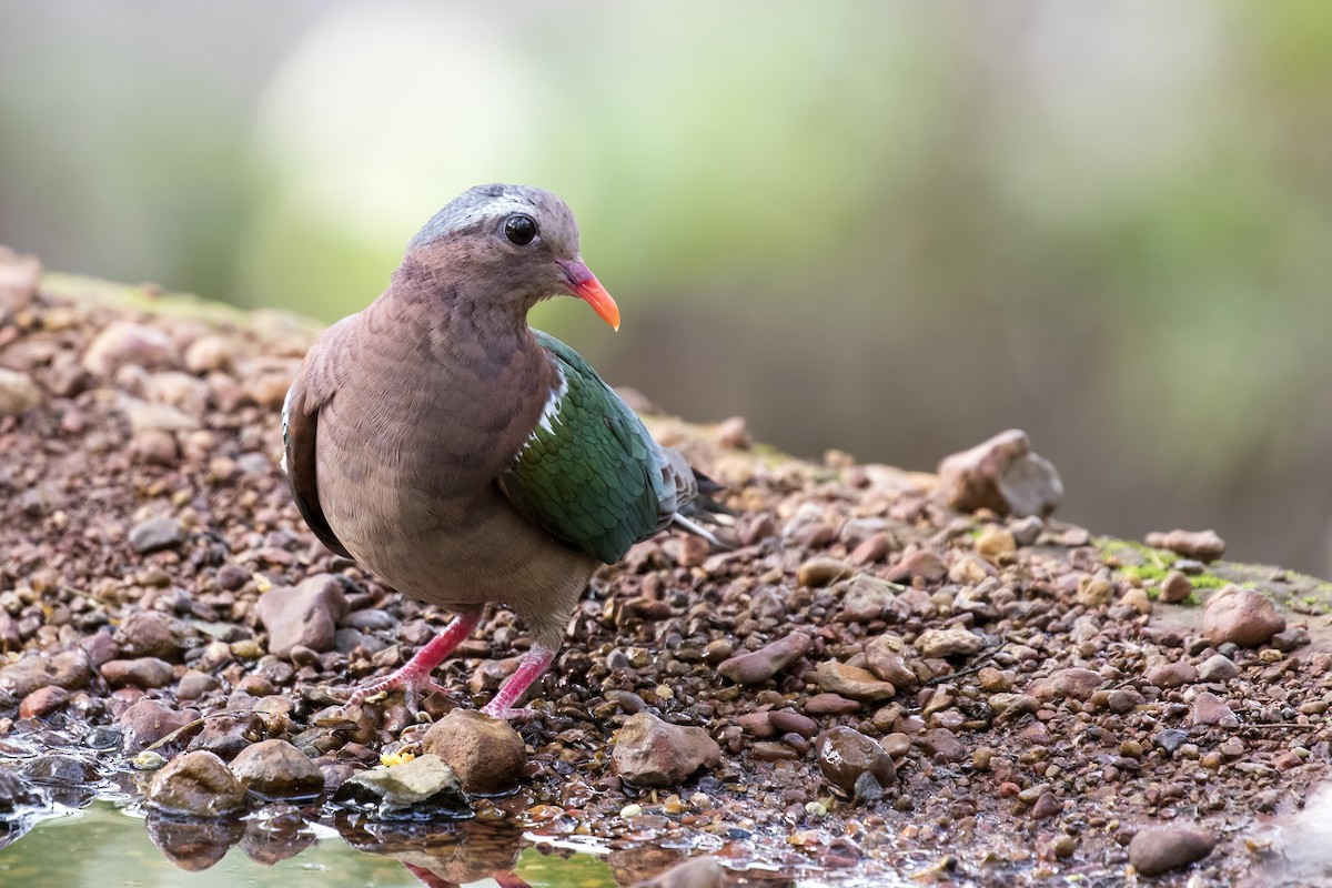 Asian Emerald Dove - ML619977671