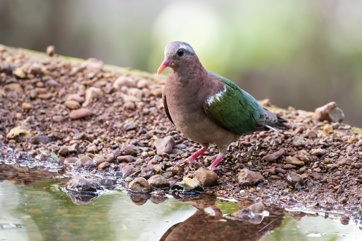 Asian Emerald Dove - ML619977672