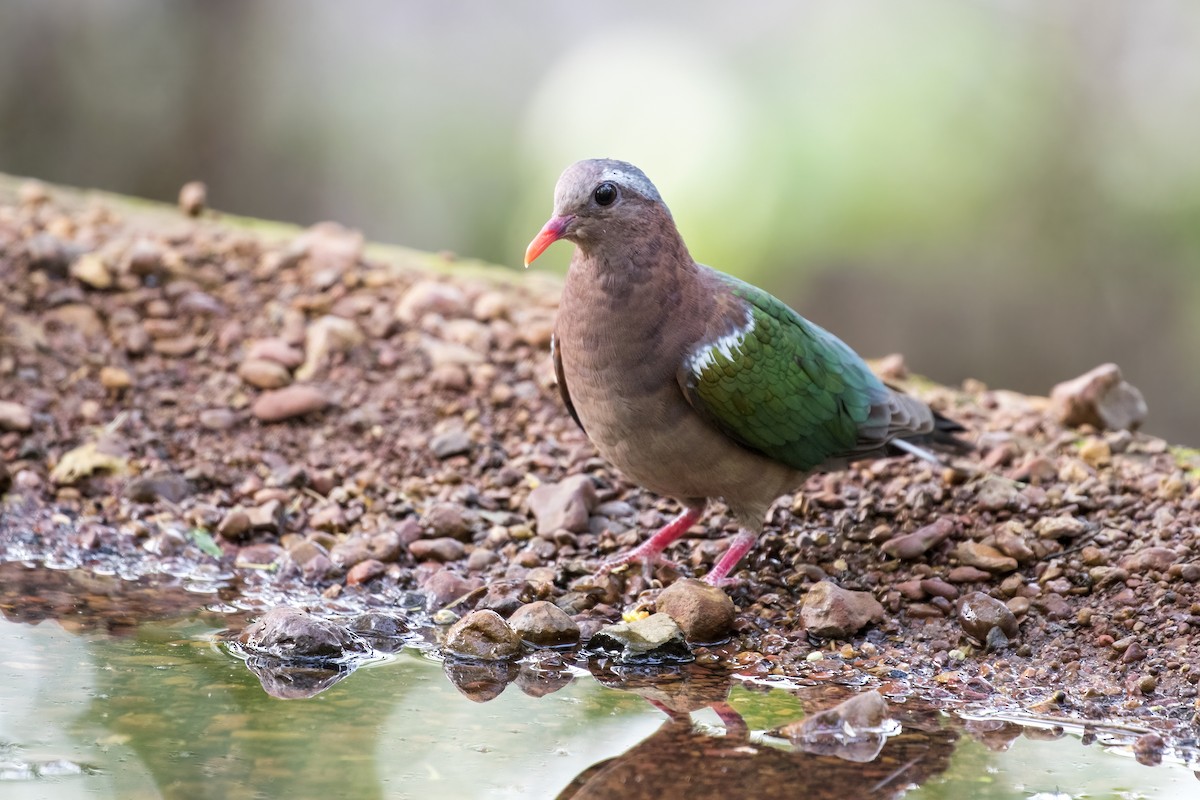 Asian Emerald Dove - ML619977673