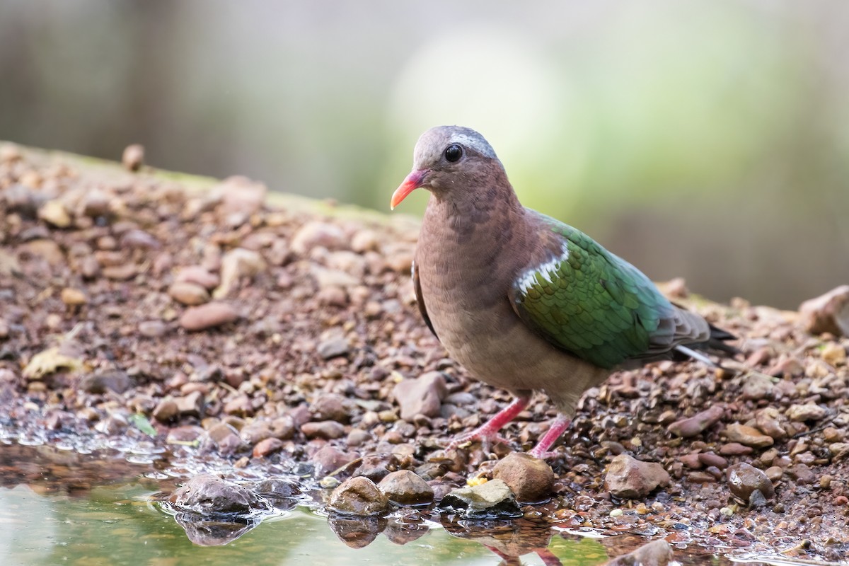 Asian Emerald Dove - ML619977674