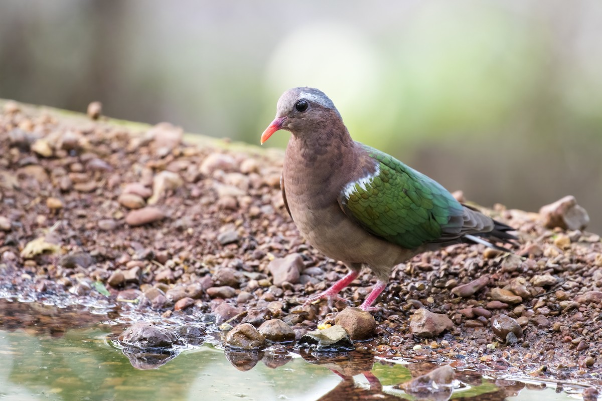 Asian Emerald Dove - ML619977675