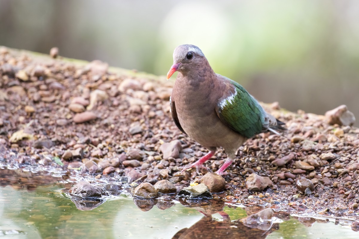 Asian Emerald Dove - ML619977676