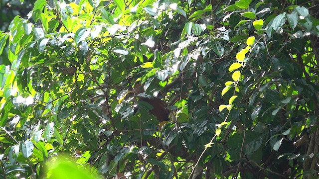 Raffleskuckuck - ML619977689