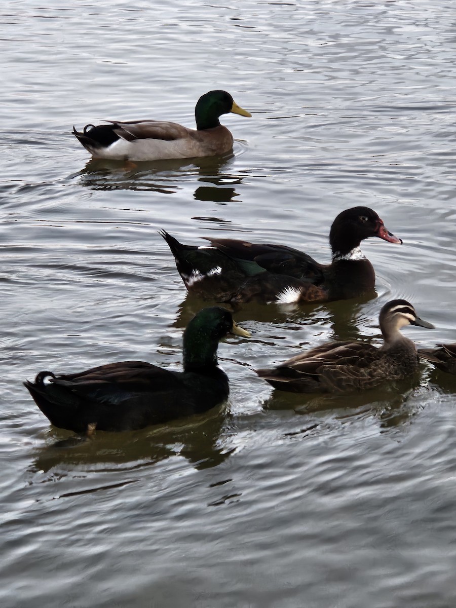 Muscovy Duck x Mallard (hybrid) - ML619977691