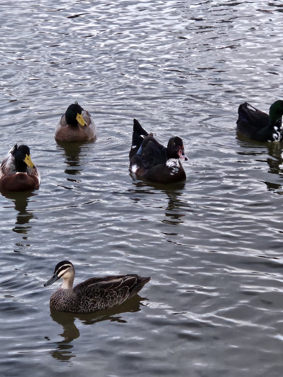 Muscovy Duck x Mallard (hybrid) - ML619977692