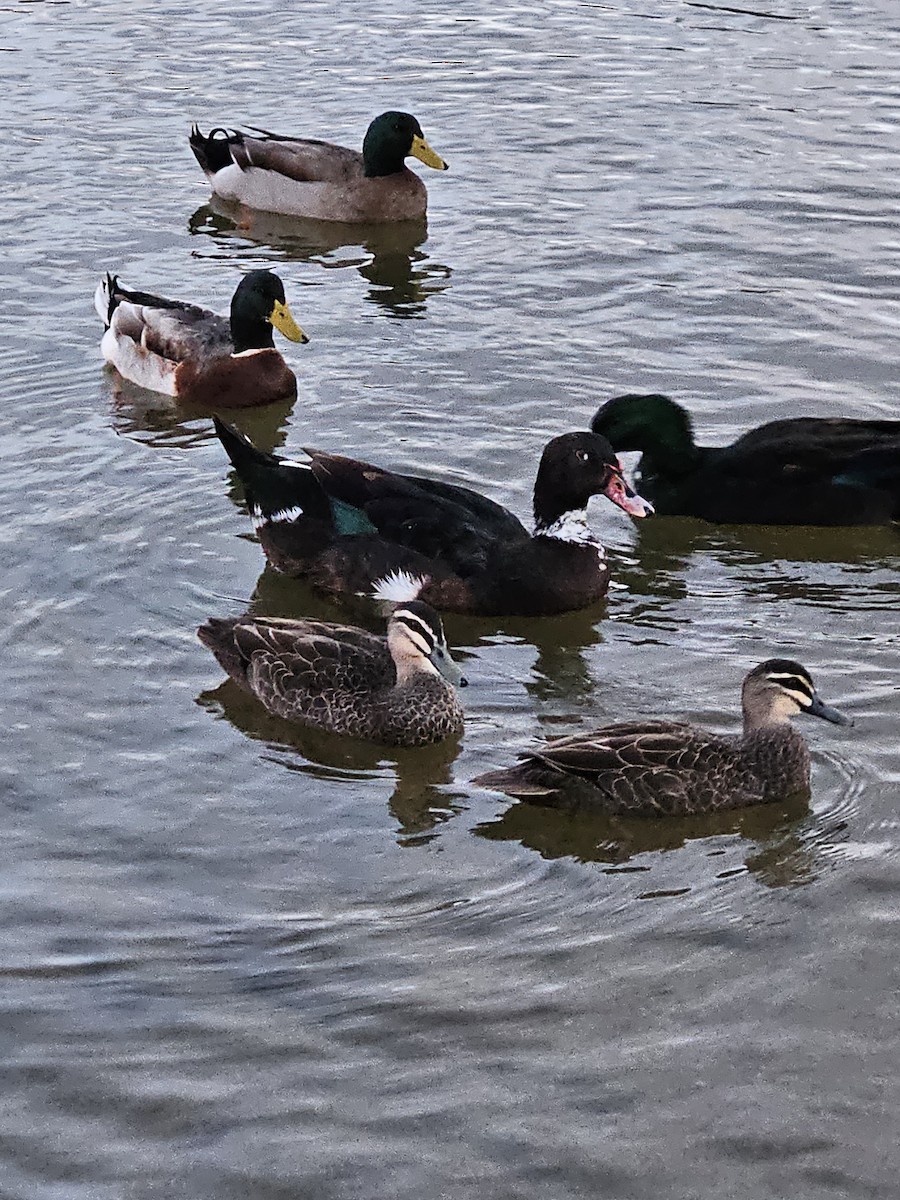 Muscovy Duck x Mallard (hybrid) - ML619977693