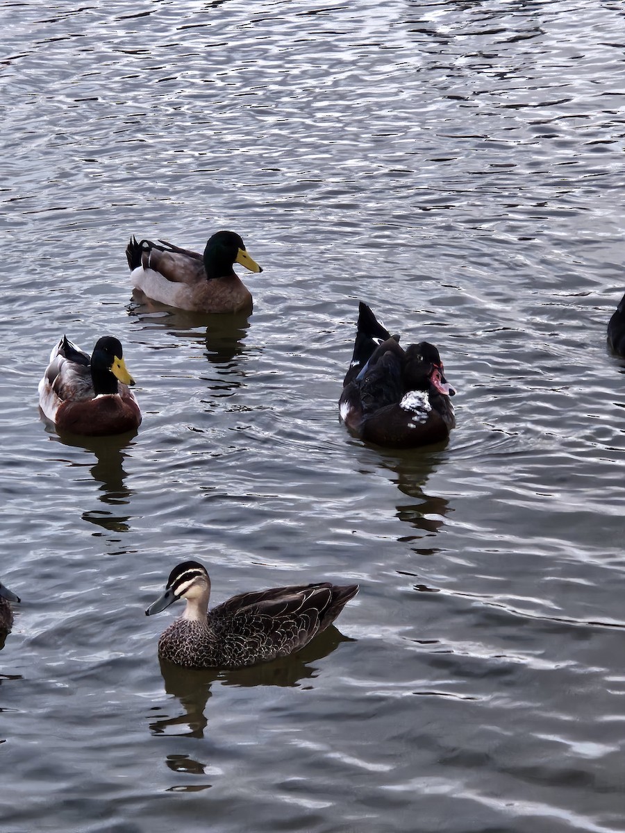 Muscovy Duck x Mallard (hybrid) - ML619977696