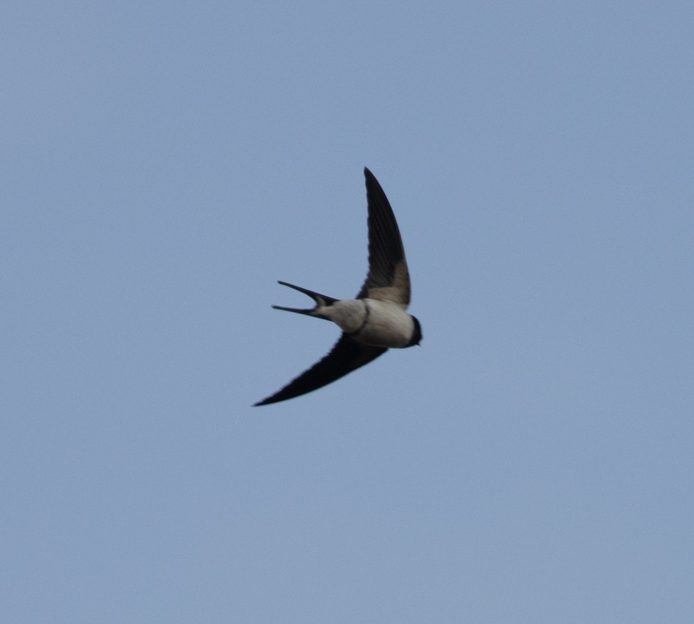 Barn Swallow - ML619977716