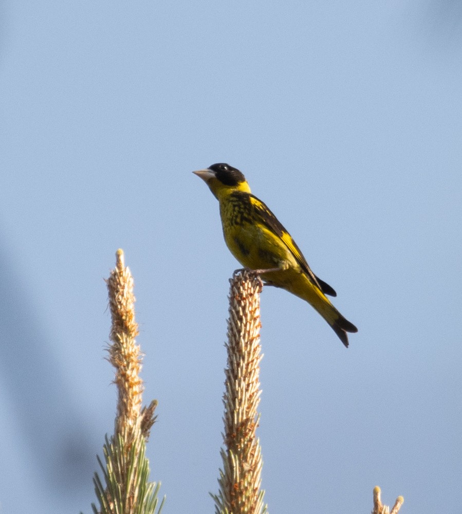 Vietnamese Greenfinch - ML619977730