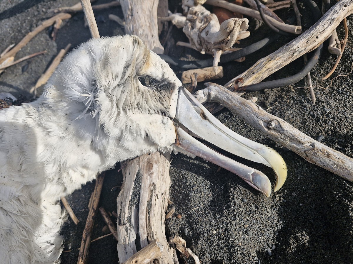 White-capped Albatross - ML619977742