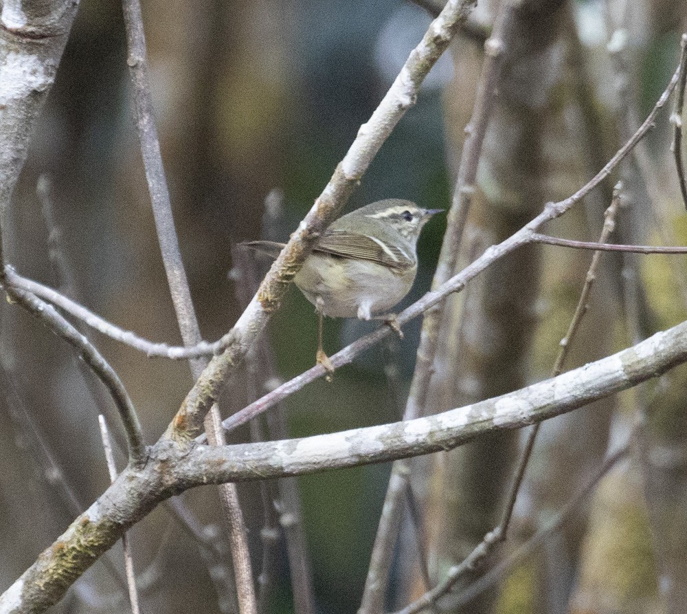 Yellow-browed Warbler - ML619977770