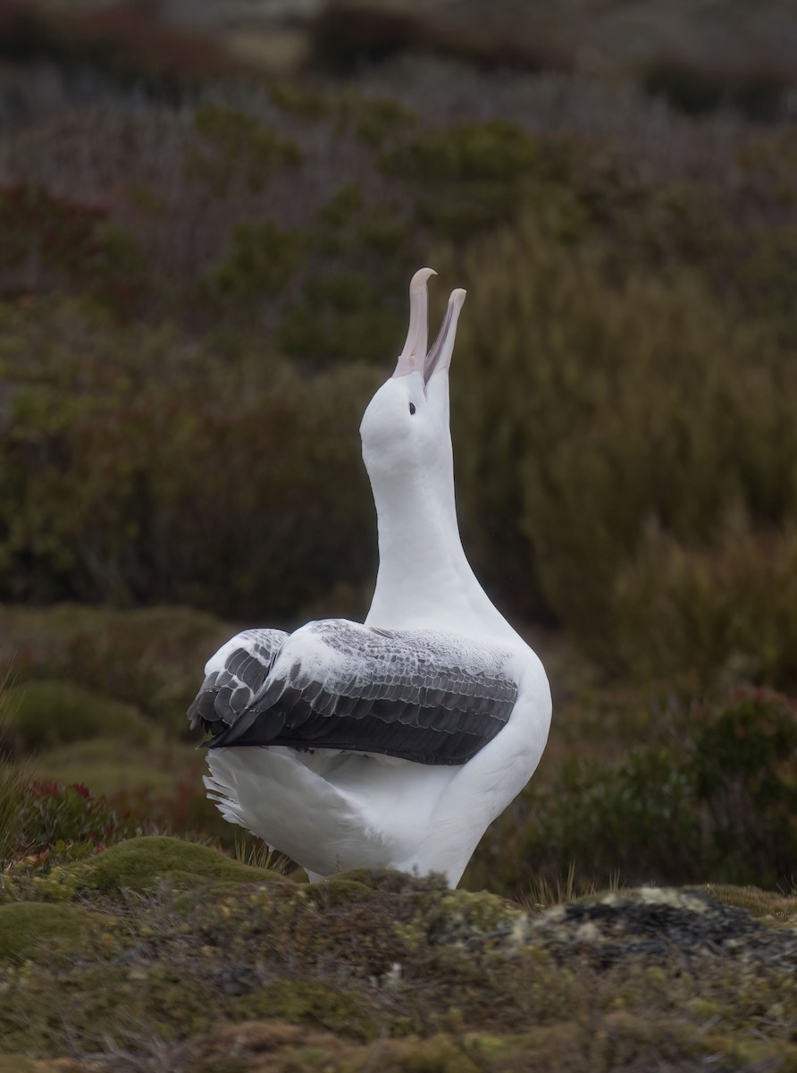 albatros královský - ML619977771