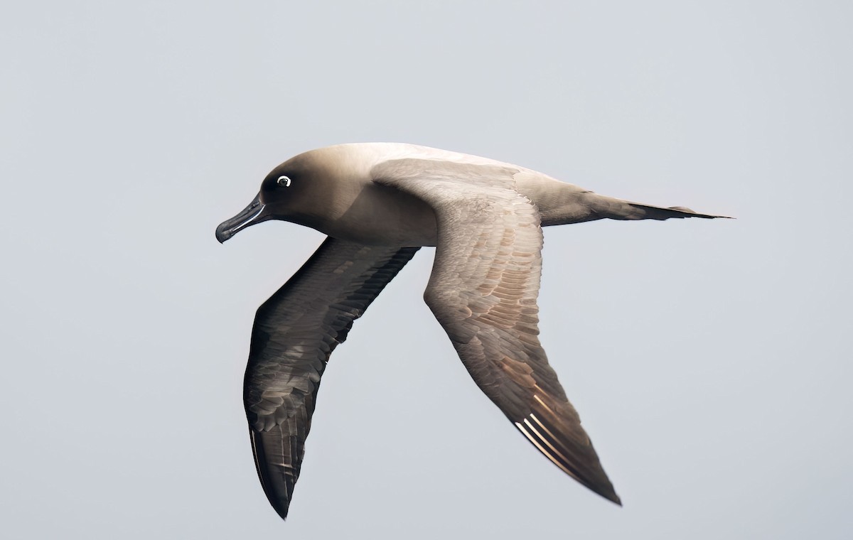 albatros světlehřbetý - ML619977777