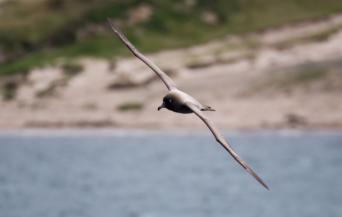 albatros světlehřbetý - ML619977778