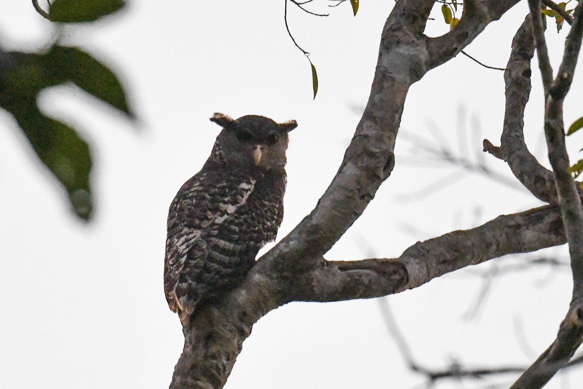 Spot-bellied Eagle-Owl - ML619977780