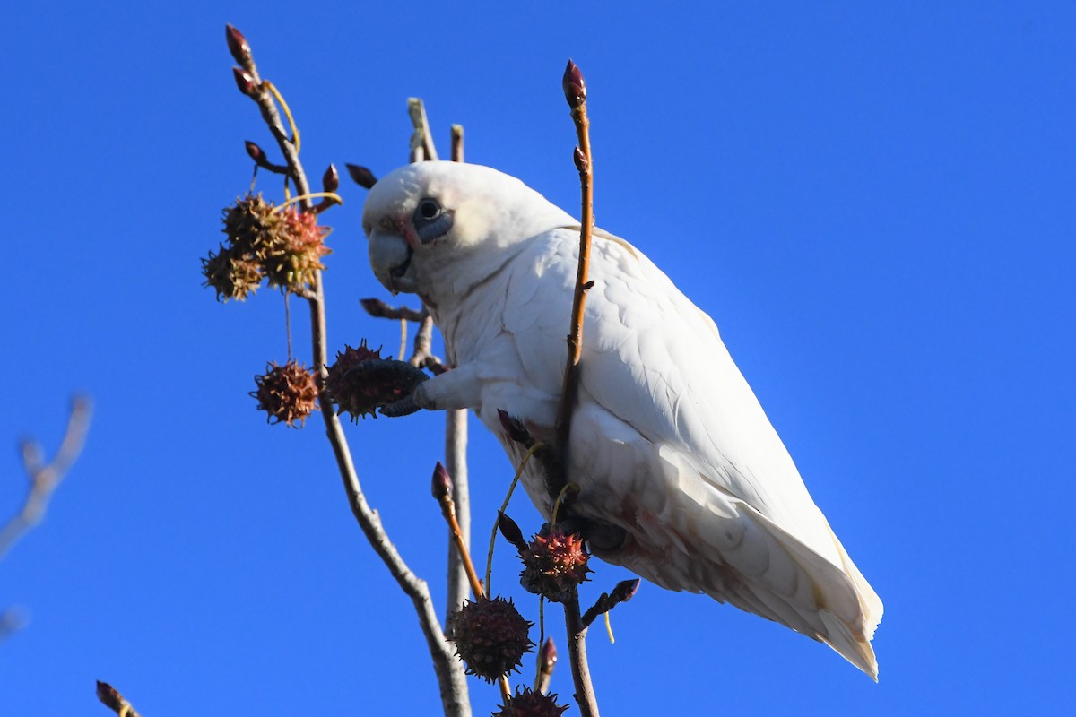 Little Corella - ML619977785