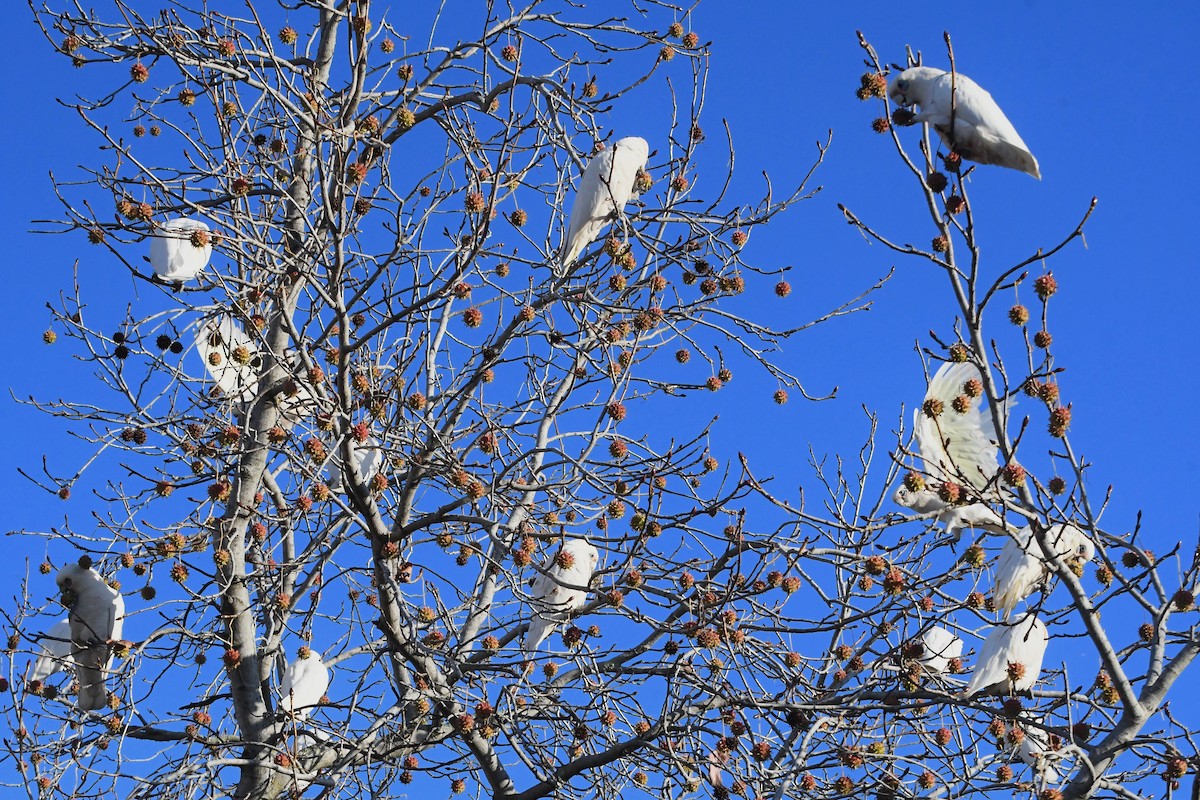 Little Corella - ML619977787