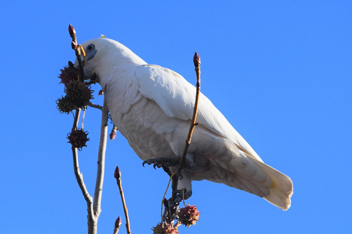 Cacatúa Sanguínea - ML619977789