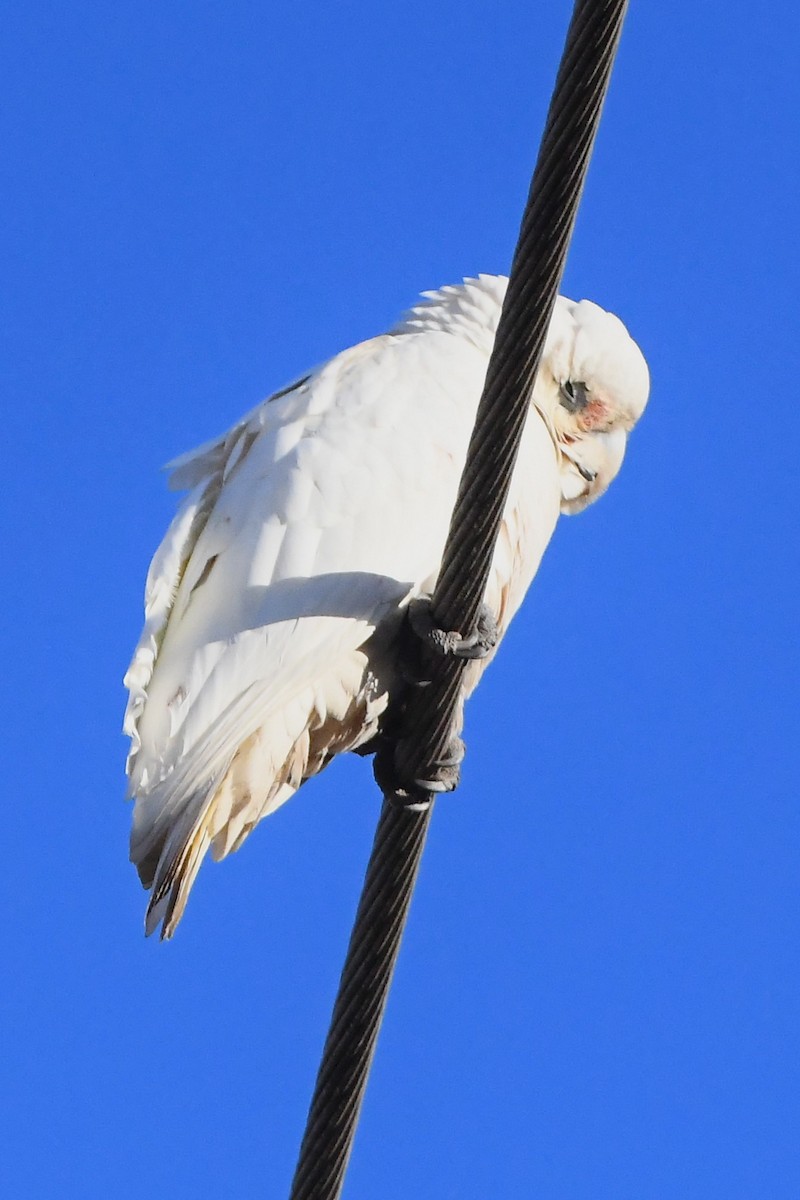 Cacatúa Sanguínea - ML619977798