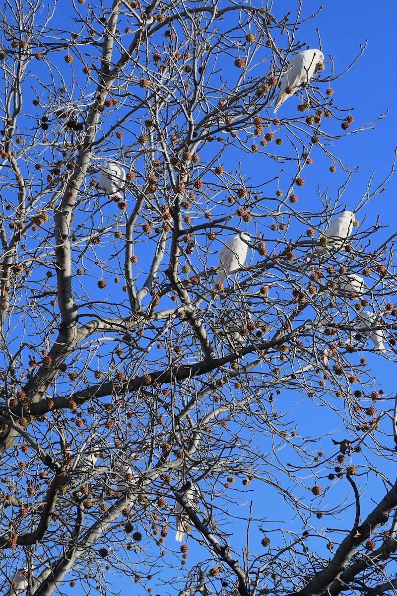 Little Corella - ML619977800