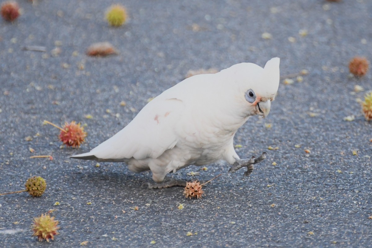 Little Corella - ML619977804