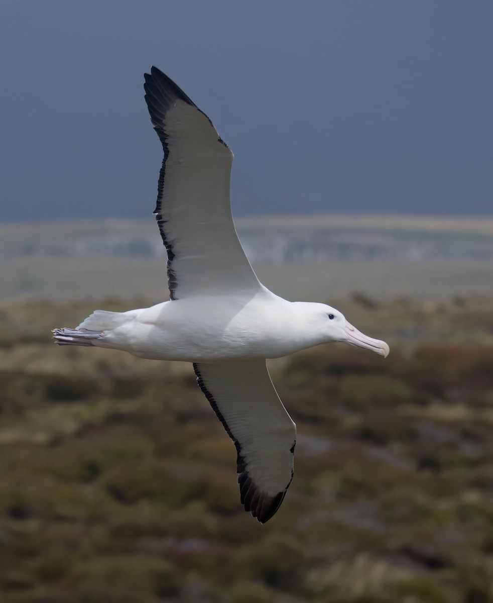 albatros královský - ML619977836