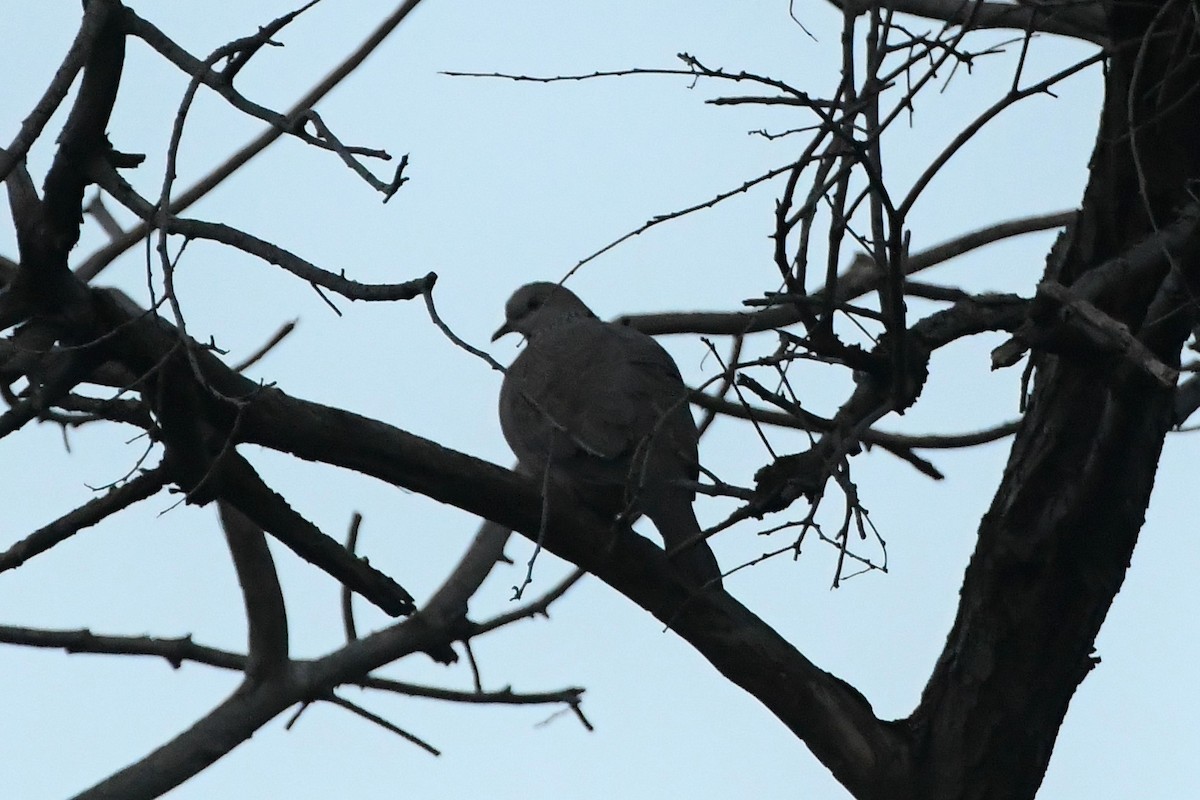 Spotted Dove - ML619977858
