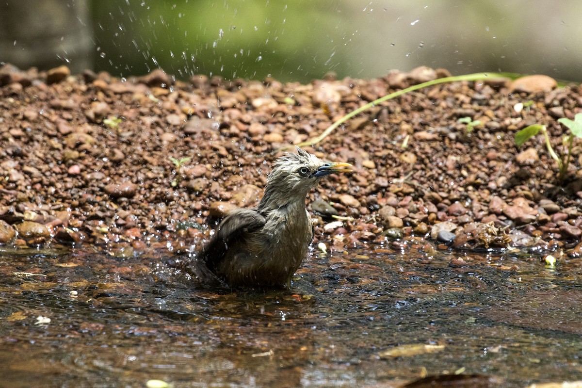 Malabar Starling - ML619977917