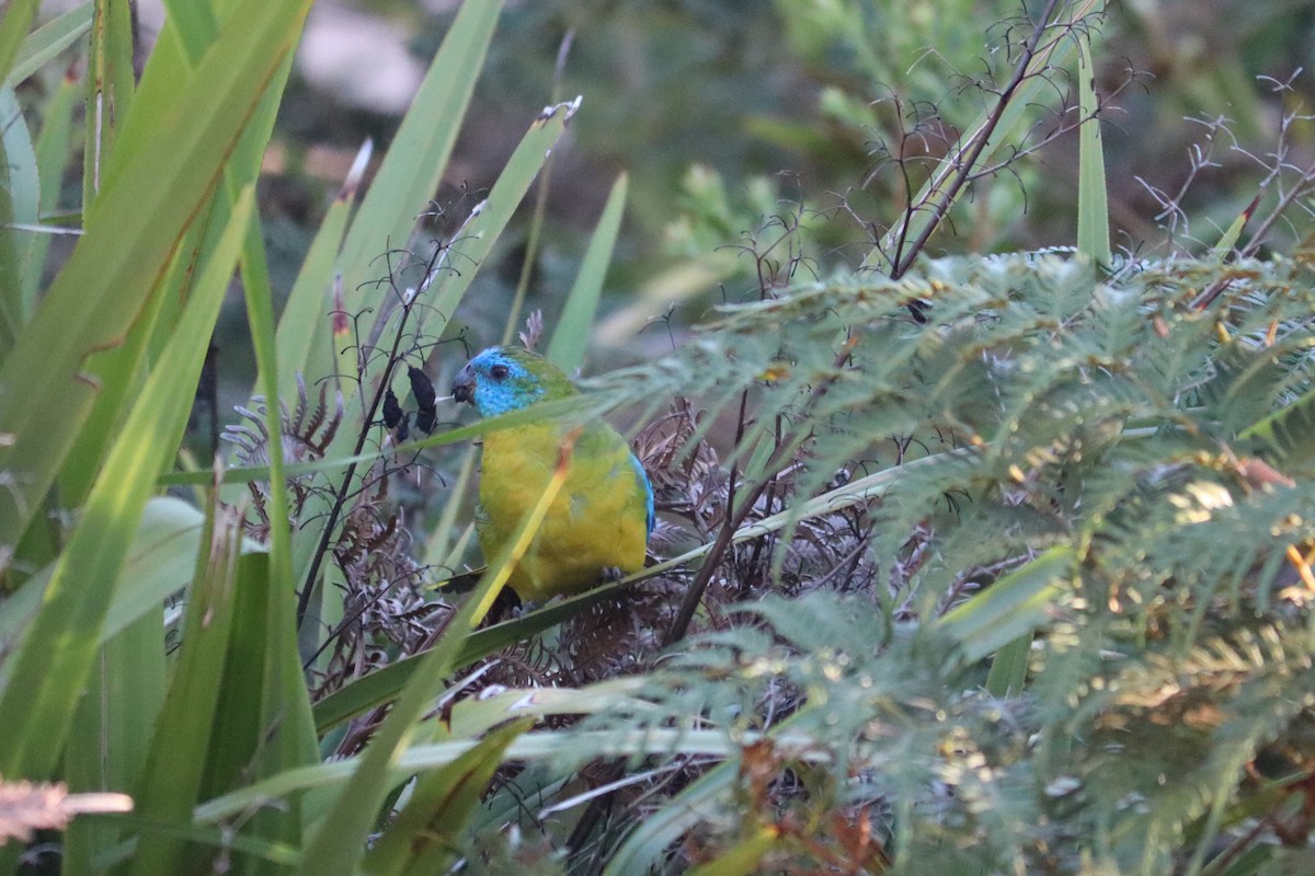 Turquoise Parrot - ML619977929
