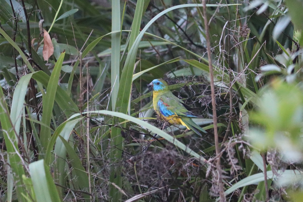 Turquoise Parrot - ML619977931