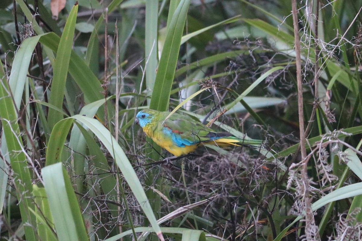 Turquoise Parrot - ML619977933