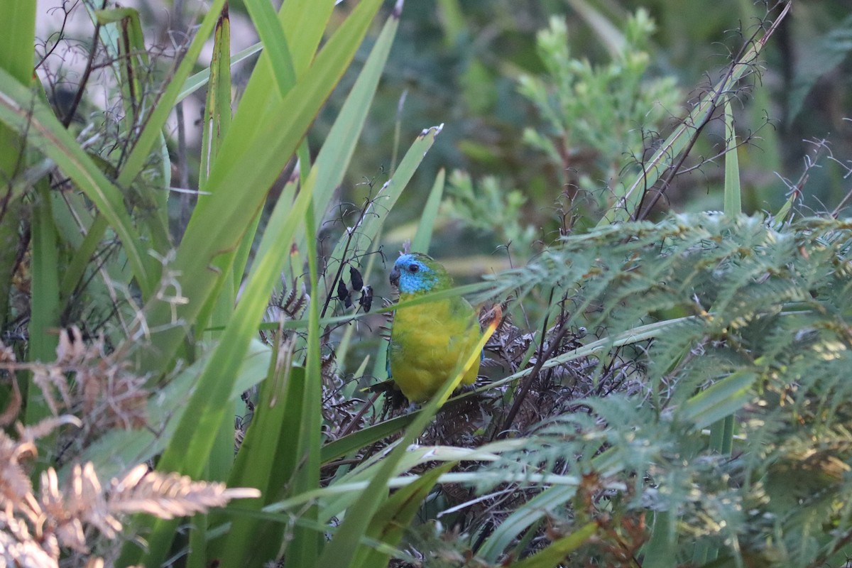 Turquoise Parrot - ML619977934