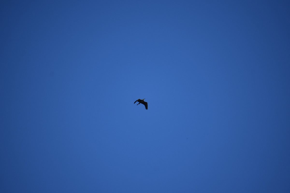 Great Blue Heron (Great Blue) - ML619977966