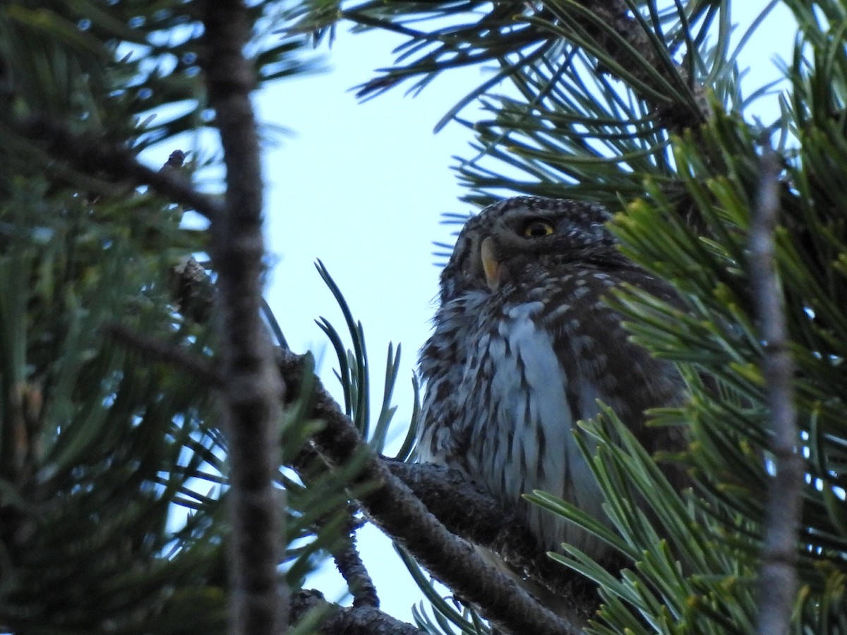 Eurasian Pygmy-Owl - ML619977983