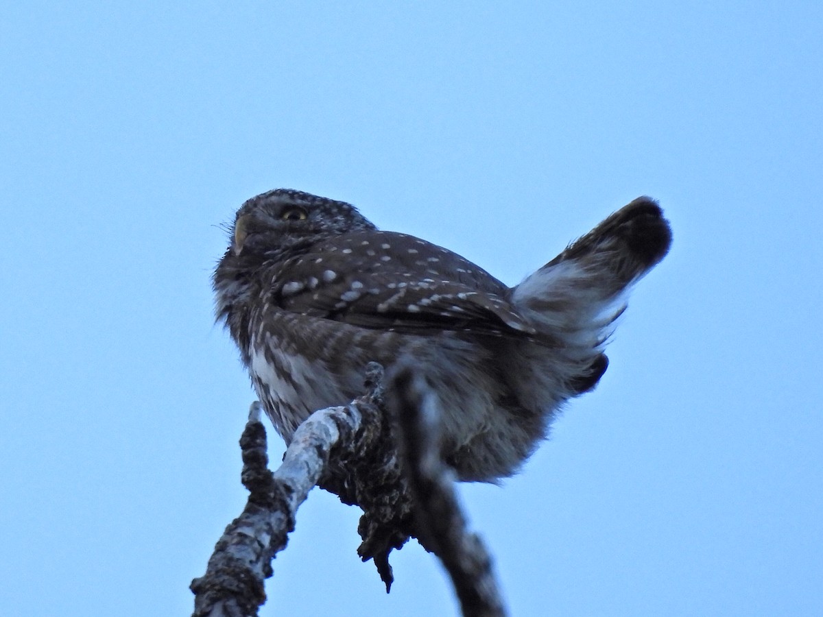 Eurasian Pygmy-Owl - ML619977984
