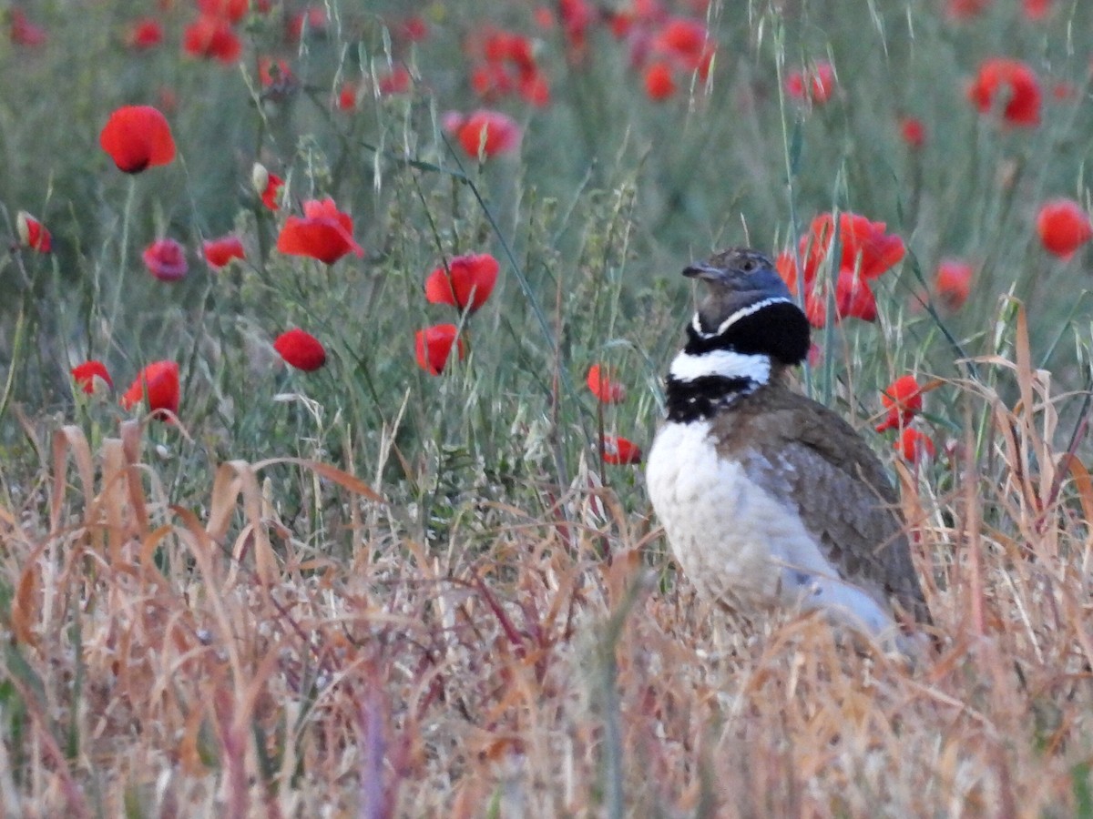 Little Bustard - ML619977992