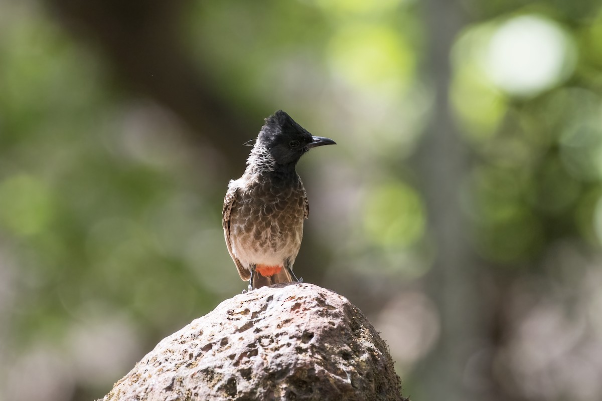 Red-vented Bulbul - ML619978033