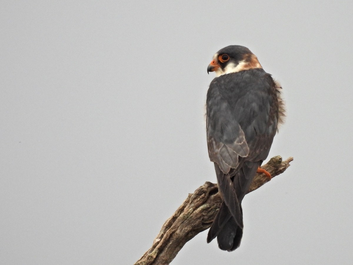 Red-footed Falcon - ML619978034