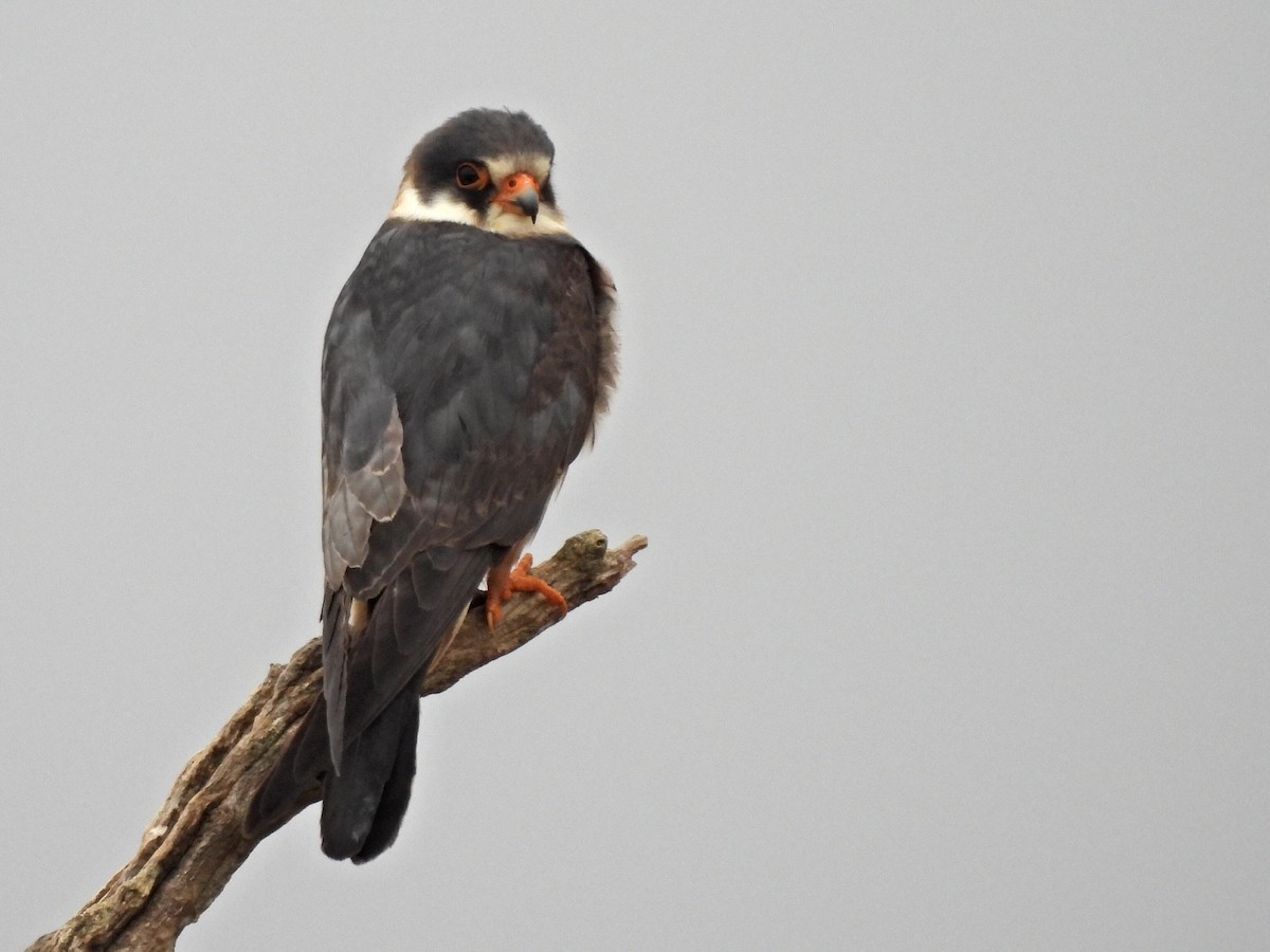 Red-footed Falcon - Aitor Mora Solano