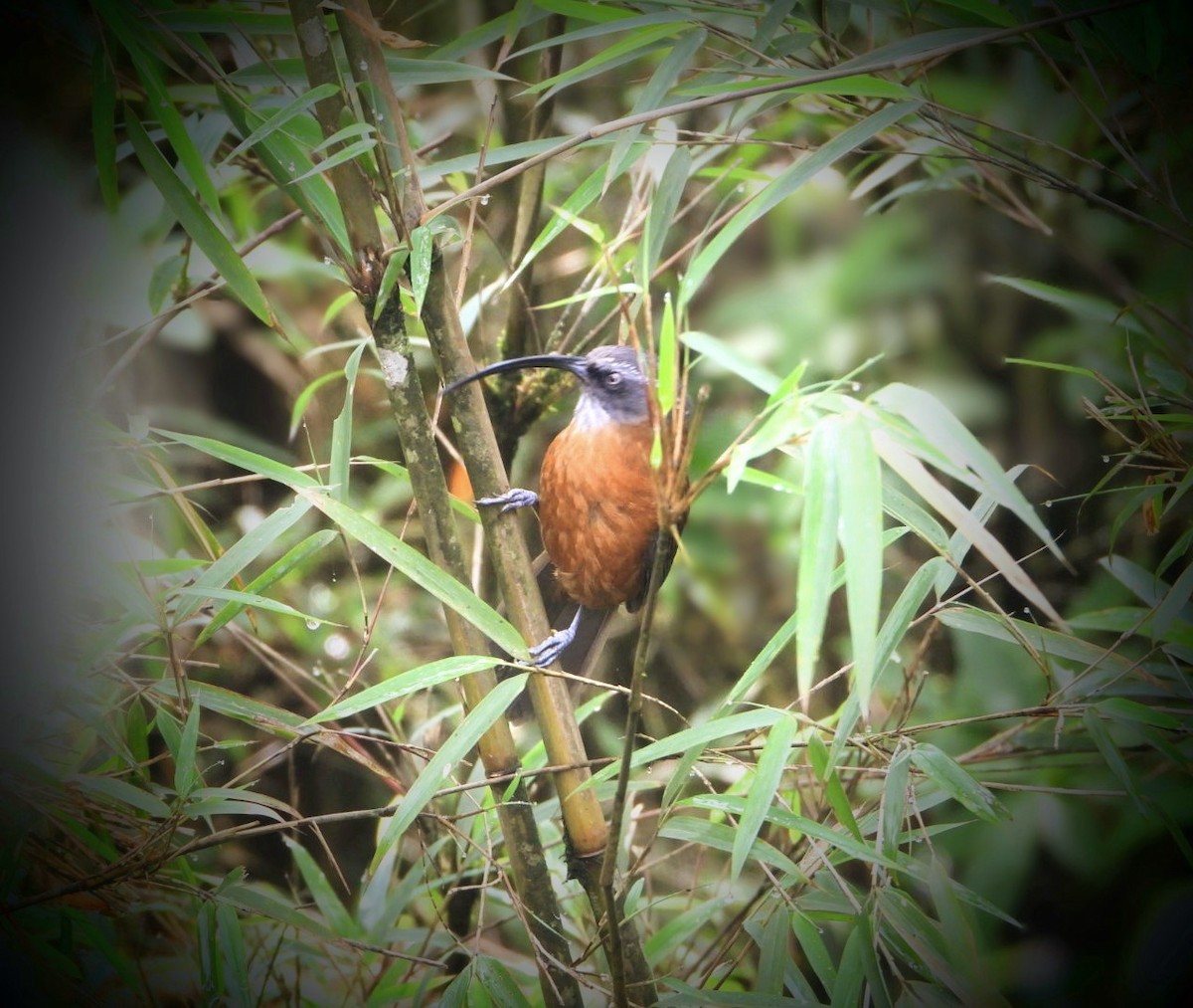 Slender-billed Scimitar-Babbler - ML619978056