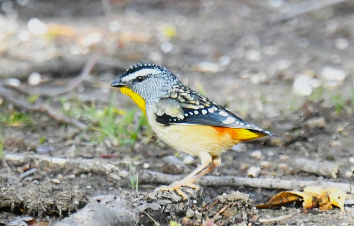 Spotted Pardalote - ML619978060