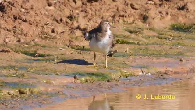 Common Sandpiper - ML619978093