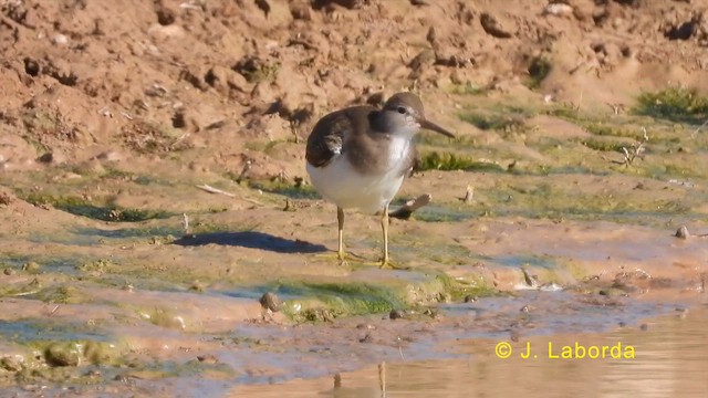 Common Sandpiper - ML619978094