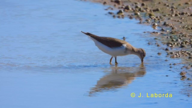 Common Sandpiper - ML619978095