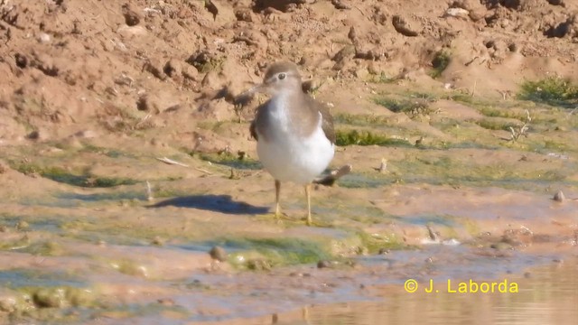 Common Sandpiper - ML619978096