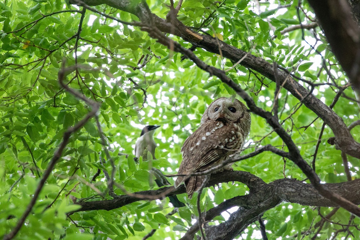 Himalayan Owl - ML619978127