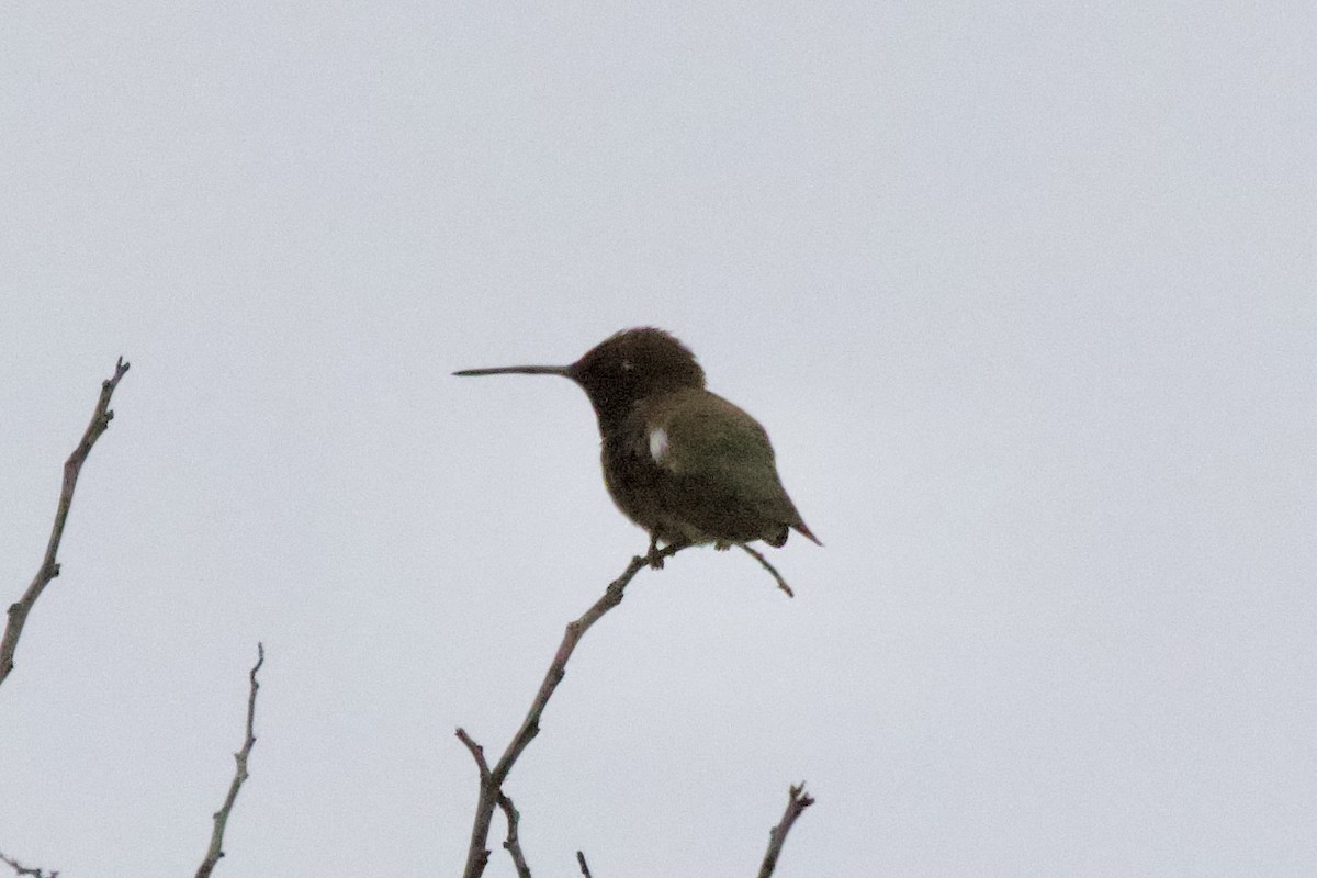 Black-chinned Hummingbird - ML619978137