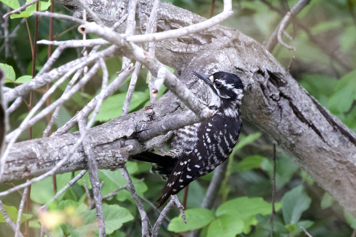 Nuttall's Woodpecker - ML619978138